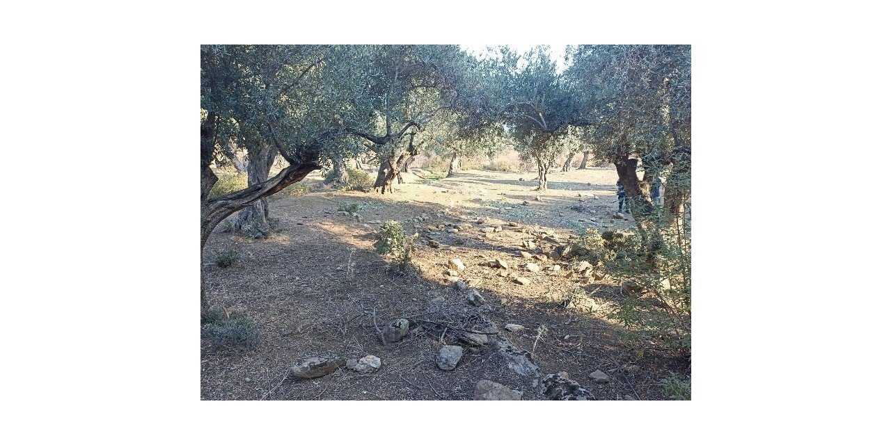 Zeytin hırsızları yakalandı