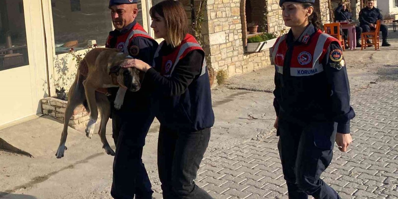 Yaralı köpek, jandarma tarafından kurtarıldı