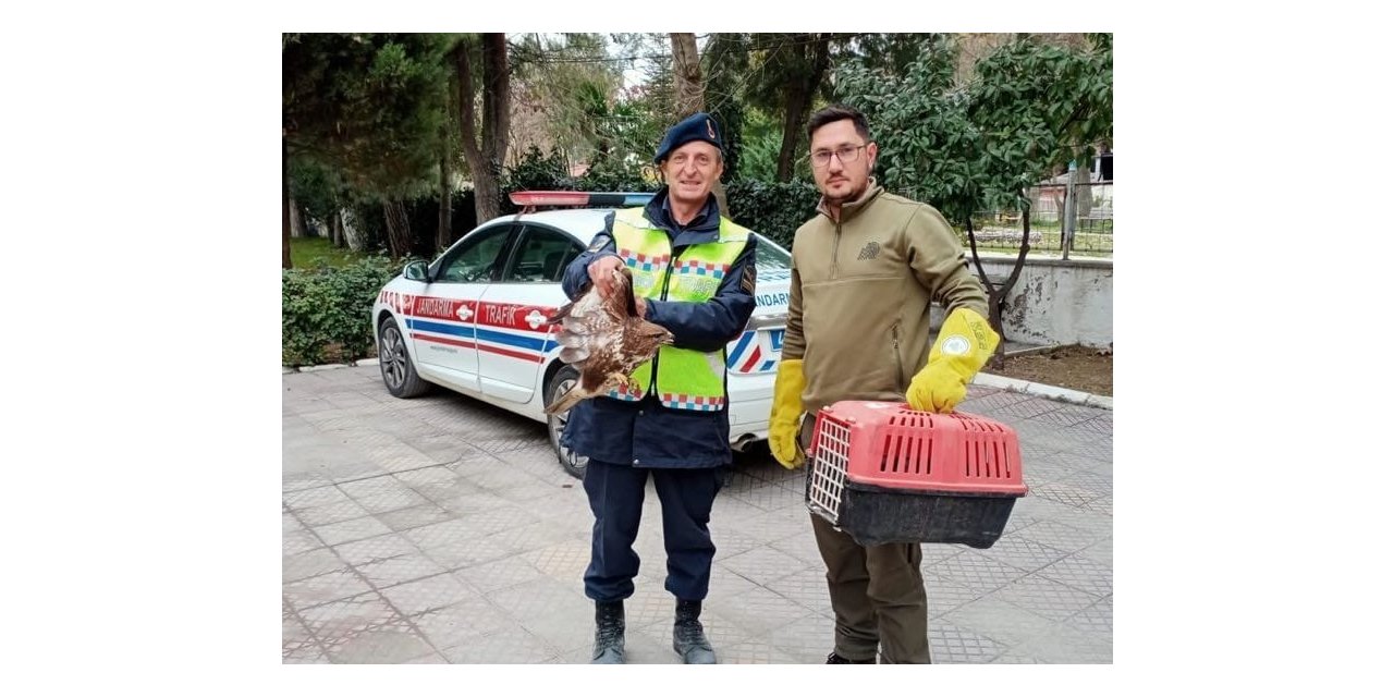 Yaralı şahine jandarmadan yardım eli