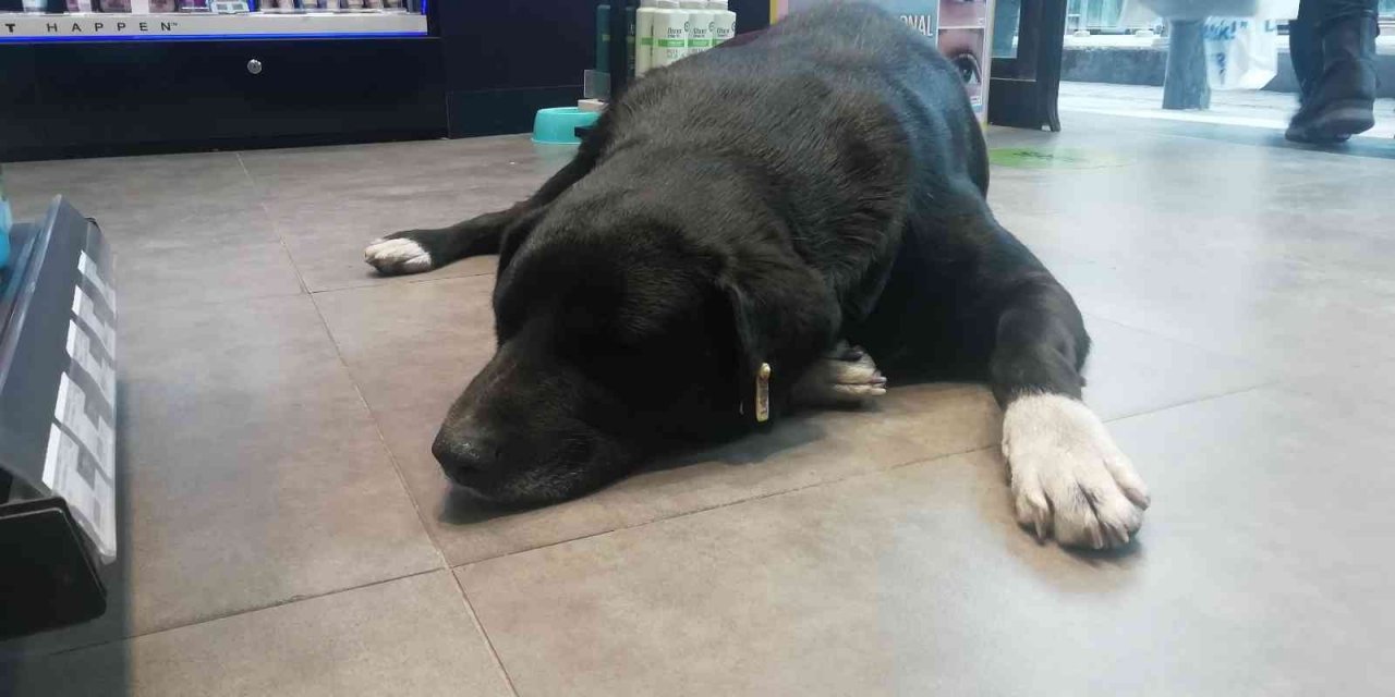 Isınmak için mağazaya giren köpeğin mama masrafını çalışanlar karşılıyor