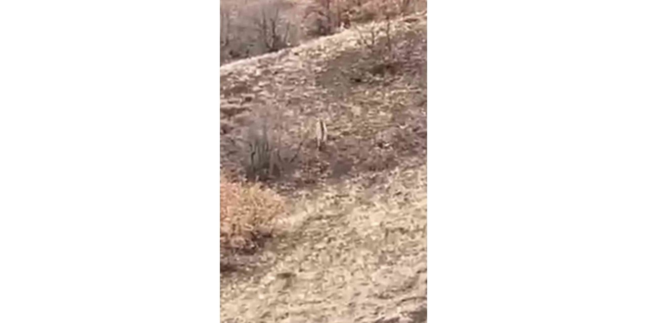 Nesli tükenme tehlikesi altındaki çizgili sırtlan  Elazığ’da görüntülendi