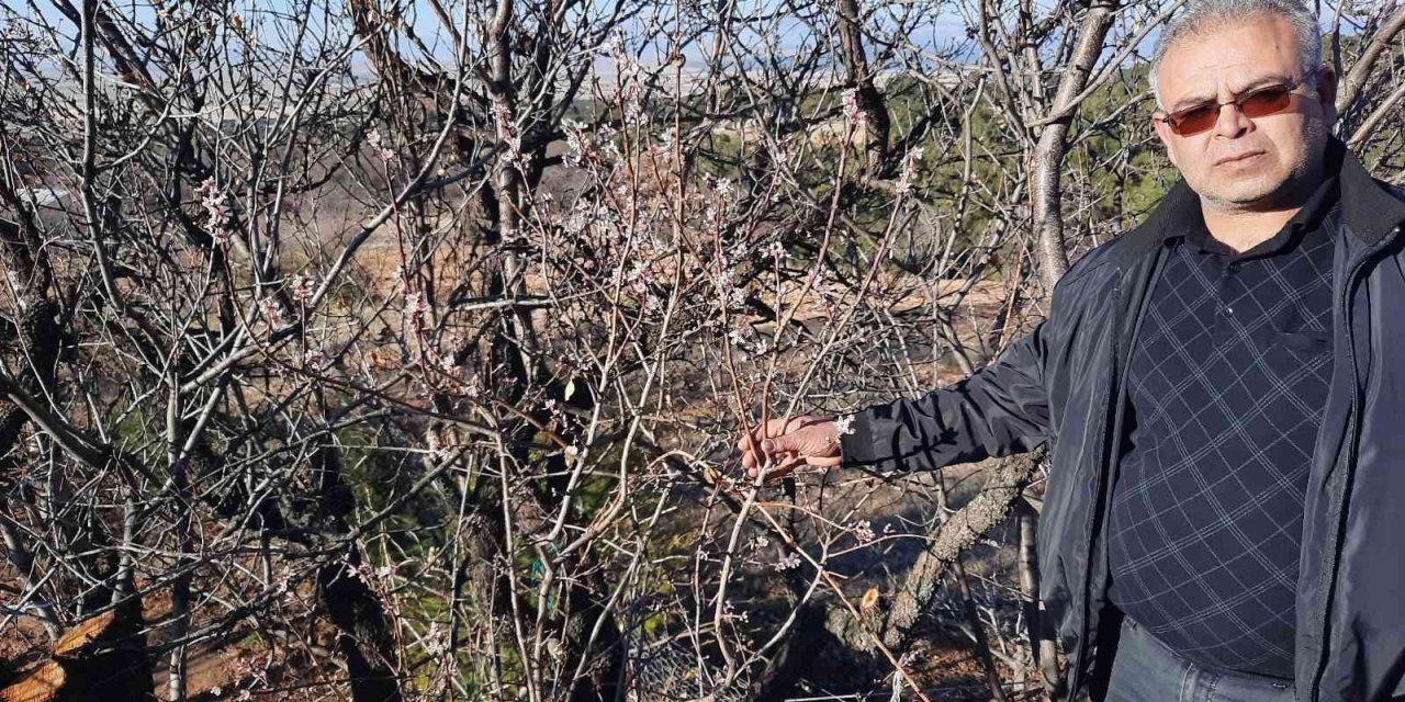 Kış ortasında çiçek açan badem ağaçları şaşırttı