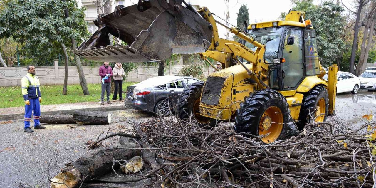 Devrilen ağaç lüks otomobili hurdaya çevirdi