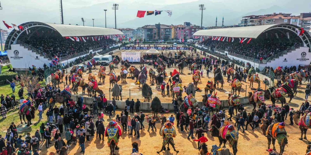 Denizli’de hafta sonu 120 pehlivan deve güreşecek