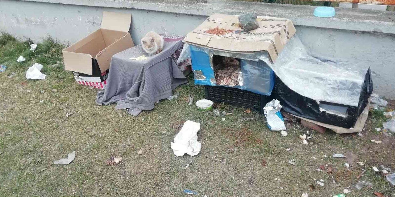 Kediler üşümesin diye kartondan evler yaptılar