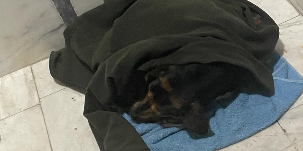 Yağmurda ıslanan köpeği ceketine sardı, apartman içerisine alarak ısıttı