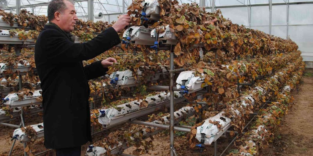 Sarıcakaya, gözünü akıllı seralara dikti