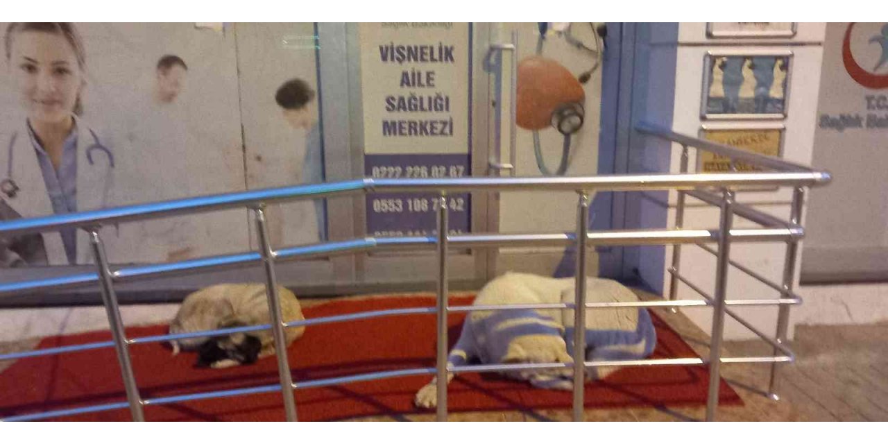 Vişnelik Aile Sağlığı Merkezi önünde sevimli köpekler geceleri nöbet bekliyor