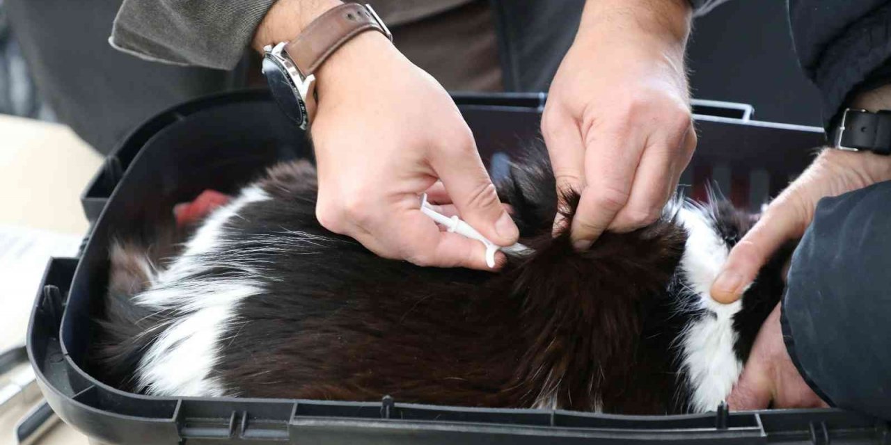 Eskişehir’de 25 bin 125 kedi ve köpeğe mikroçip takıldı