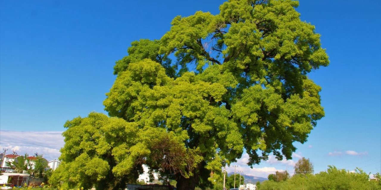 Doğaseverler, 210 yaşındaki ağacın korunması için harekete geçti