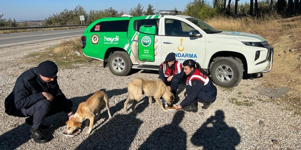 Sokak hayvanlarına jandarma şefkati