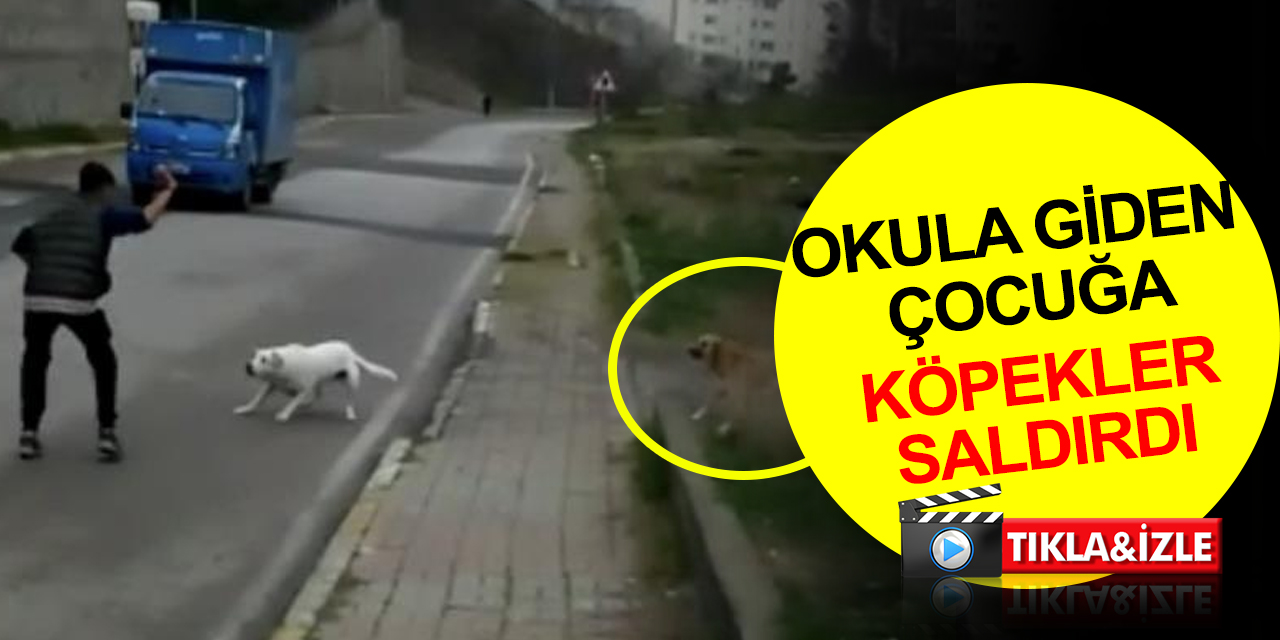 Başıboş köpekler okula giden çocuğa saldırdı! 10 yaşındaki Demirhan: Yere yatırıp ısırmaya başladılar