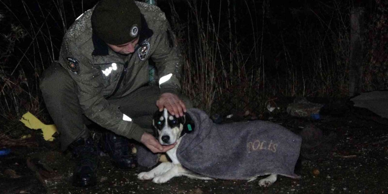 Uşak polisi yağmurlu havada sokak canlılarını unutmadı