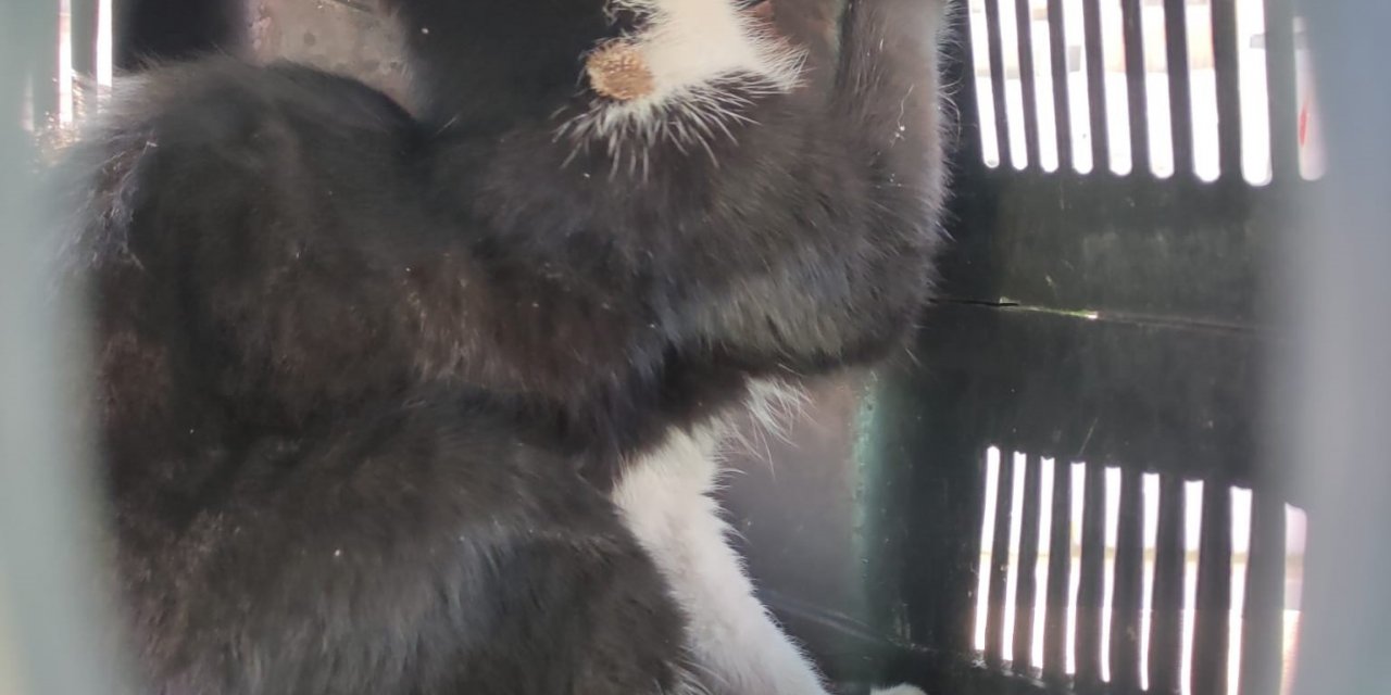 Çatıda mahsur kalan kedi kurtarıldı