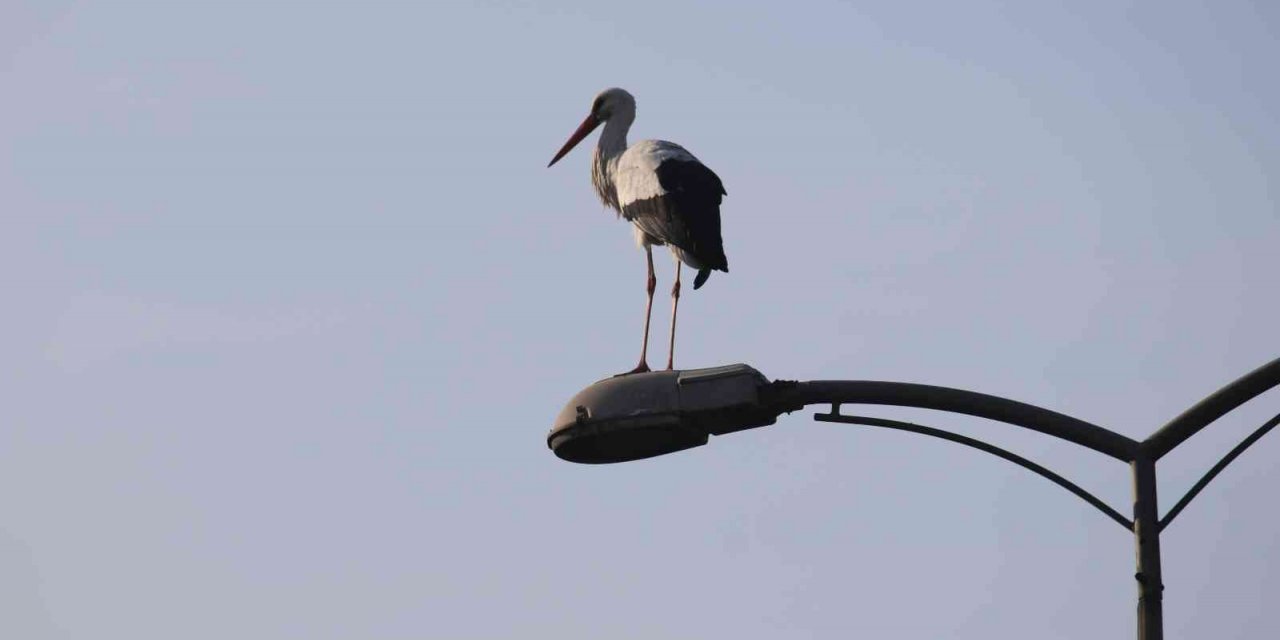 ‘Baharın habercisi’ Karabük’ü sevdi