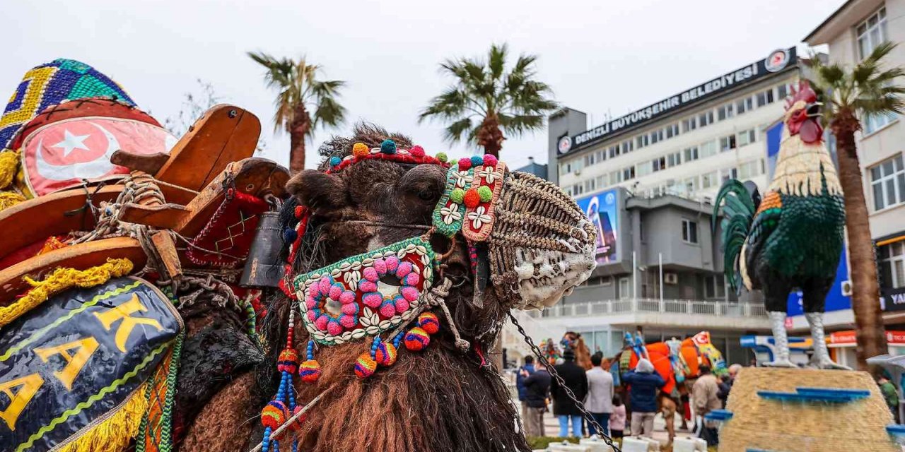 Pehlivan develer görücüye çıkıyor