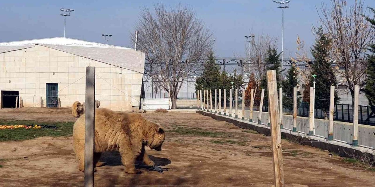 Ayıların dron ile imtihanı: Pervanesiyle oynadılar