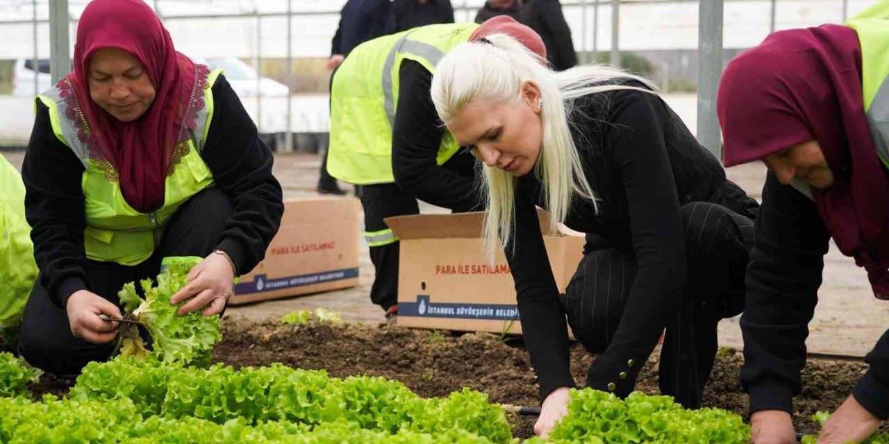 Belediye serasında yetiştirilen 5 bin adet marul ihtiyaç sahiplerine dağıtıldı
