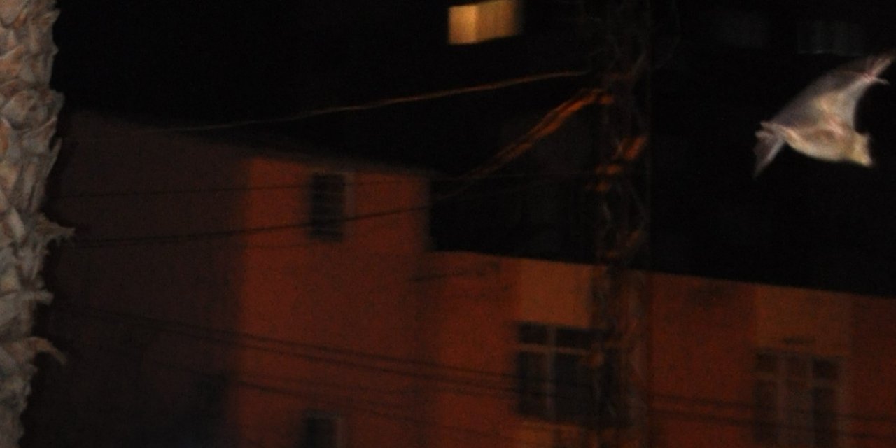 Kozan’da yarasa korkusu