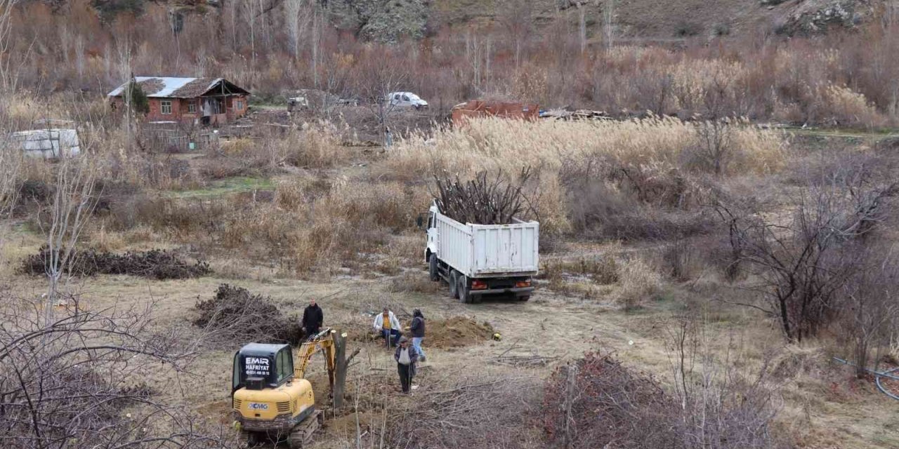 Meyve bahçelerinin ağaçlarını iş makineleri ile söküyorlar