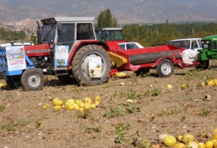 Beyşehir'de çekirdeklik kabak hasadı başladı