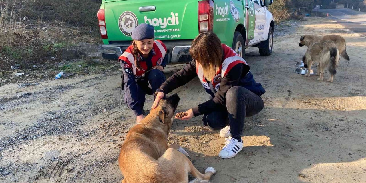 Aydın jandarması sokak canlarını unutmadı