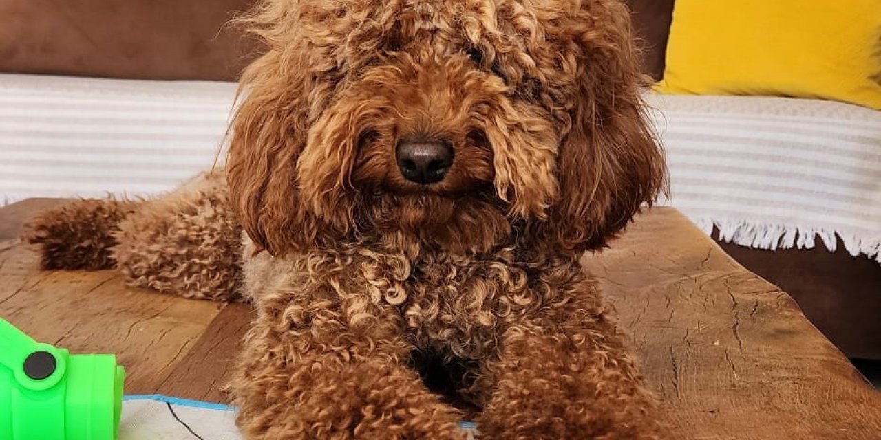 Çeşme’de kaybolan köpeği bulana 20 bin lira ödül verilecek