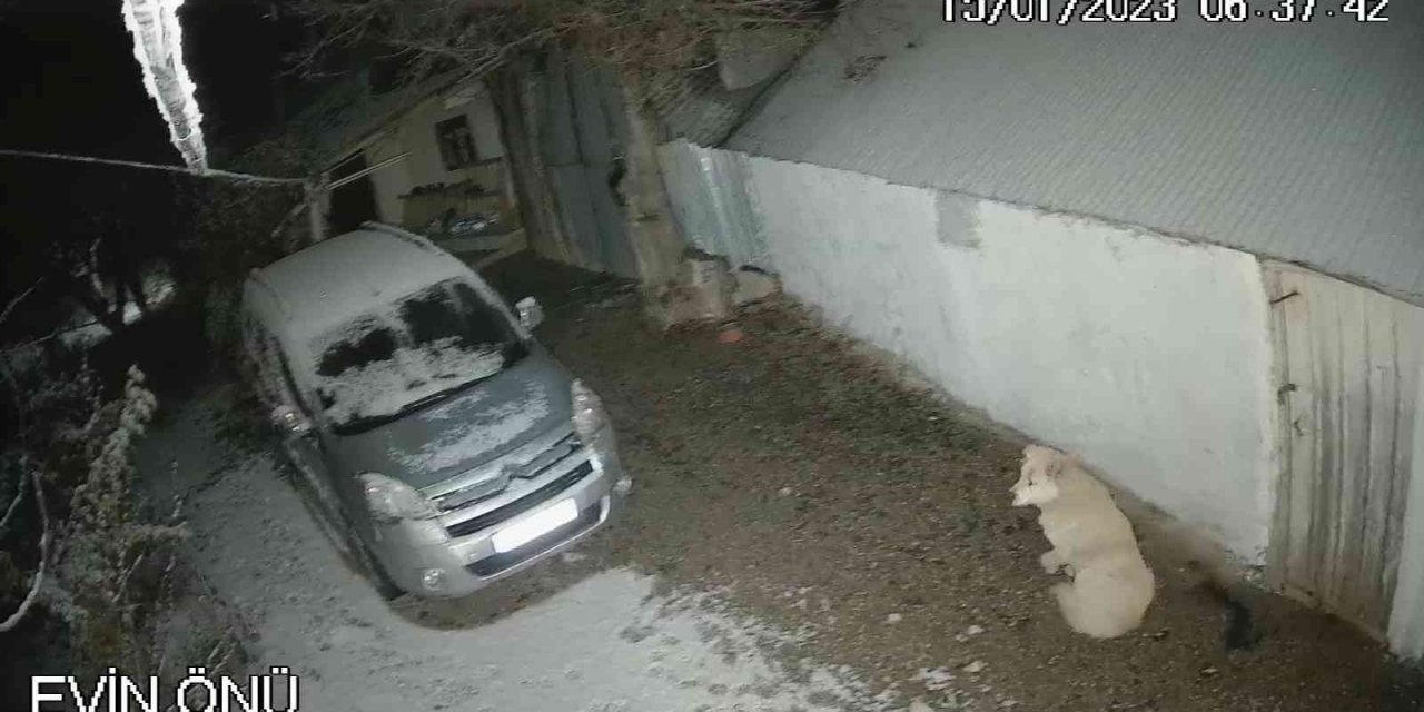 Depreme uykusunda yakalanan köpeğin o anları kamerada