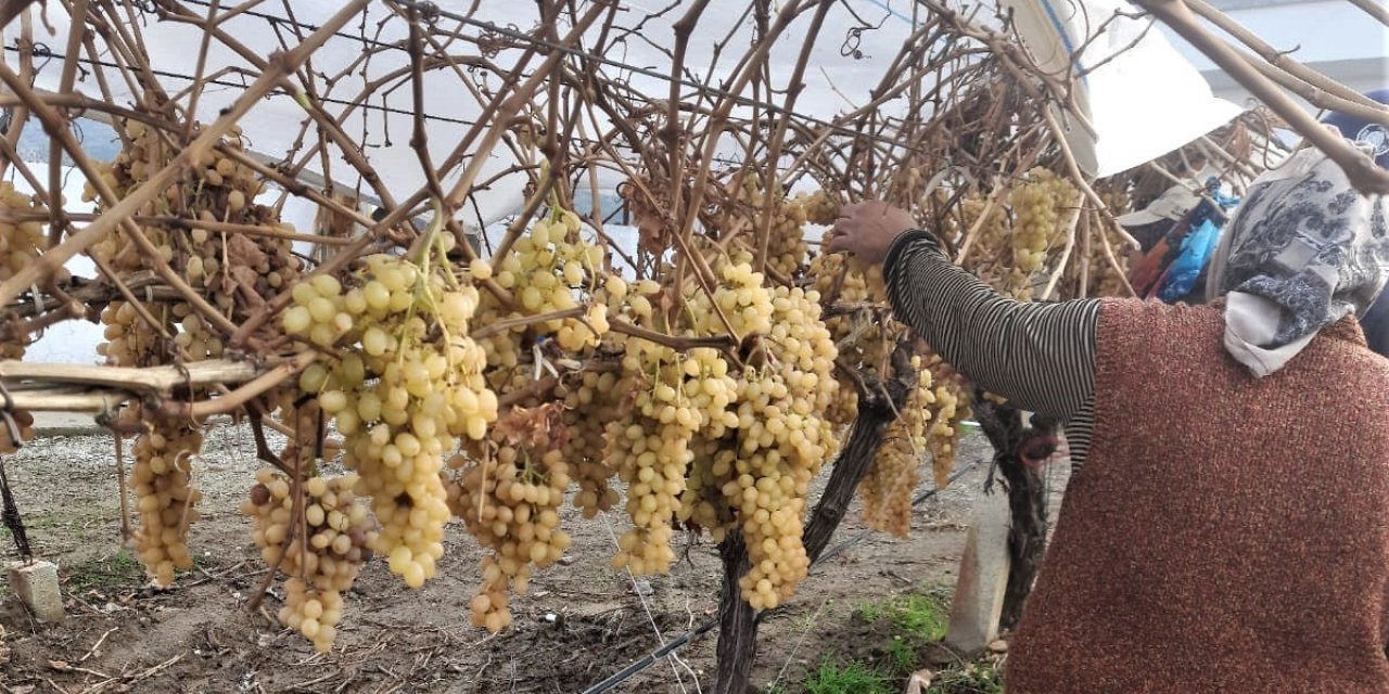 2022 yılının son üzümü 2023 yılında kesildi