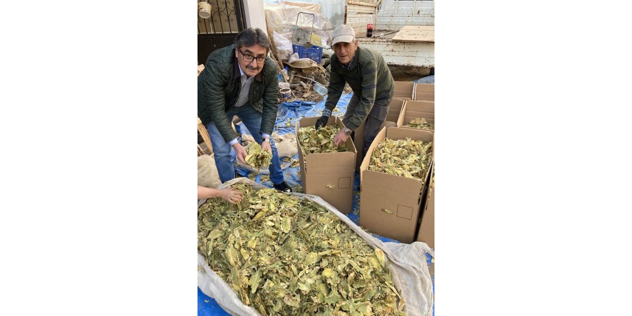 Karacasu’da tütünler paketlenmeye başladı, üreticiyi para kazanamama telaşı sardı