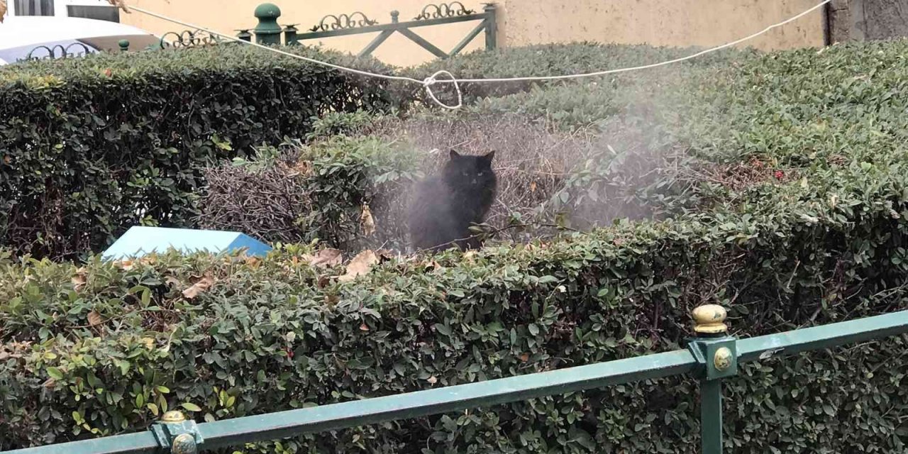 Jeotermal suyunun buharıyla ısınan kedi