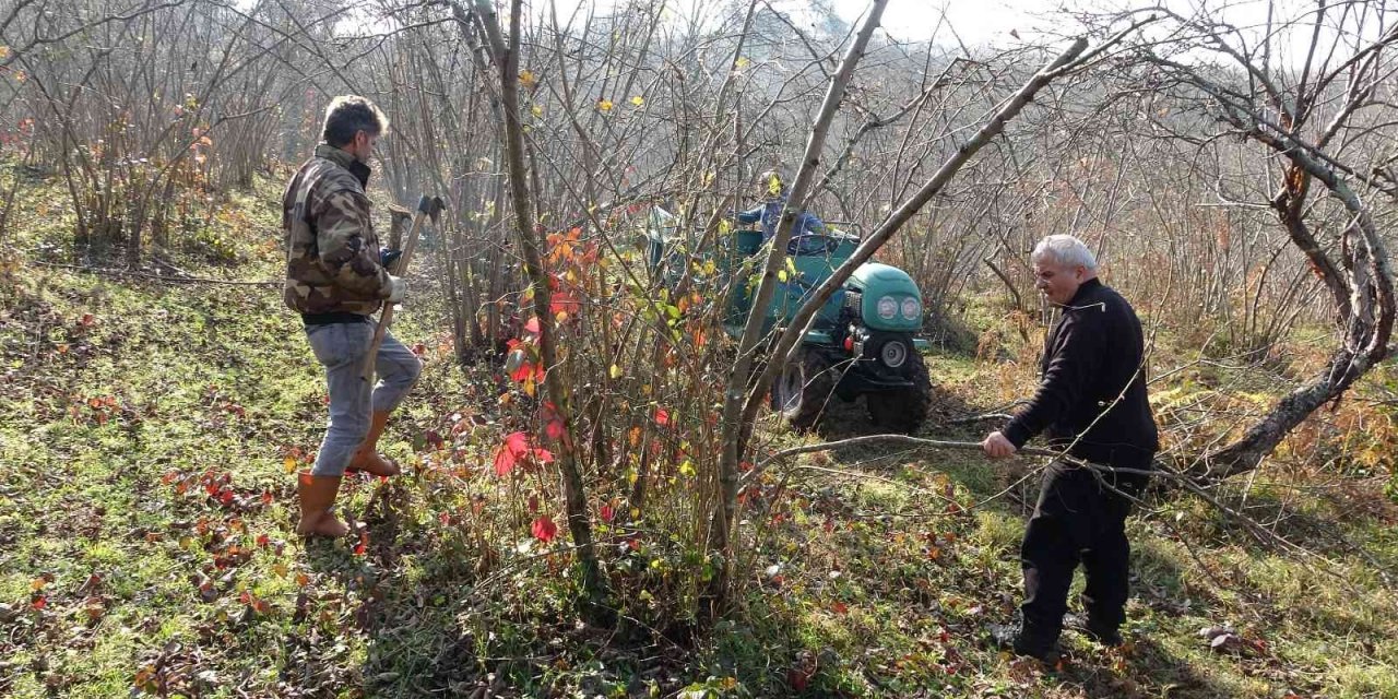Fındık üreticilerinin kışlık bakım mesaisi