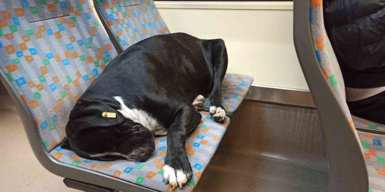 Sıcak tramvayda uyuyan köpek
