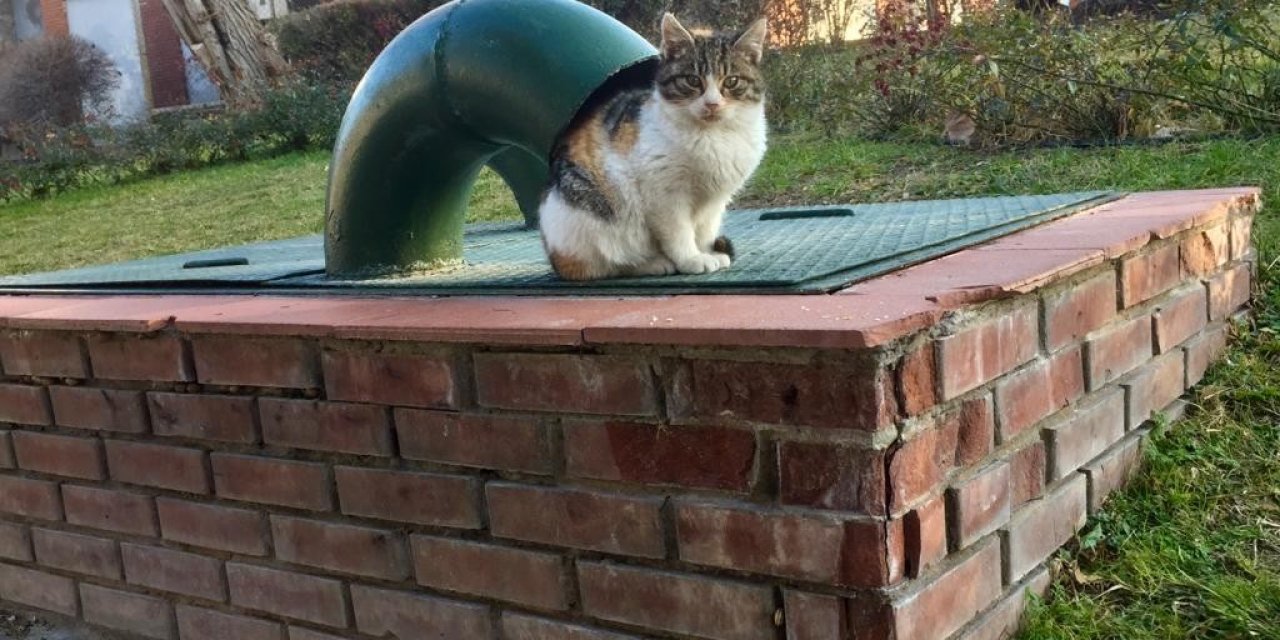 Soğuktan kaçmak için havalandırma boşluğuna girdi