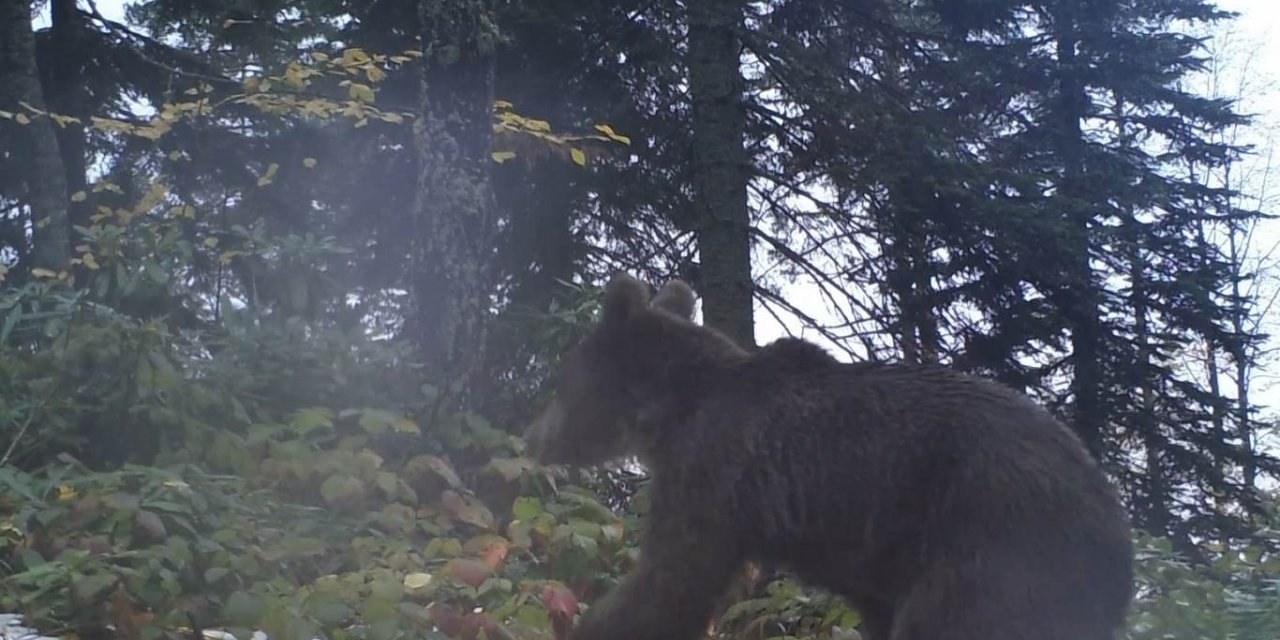 Kış uykusuna geçemeyen bozayılara karşı dikkat uyarısı