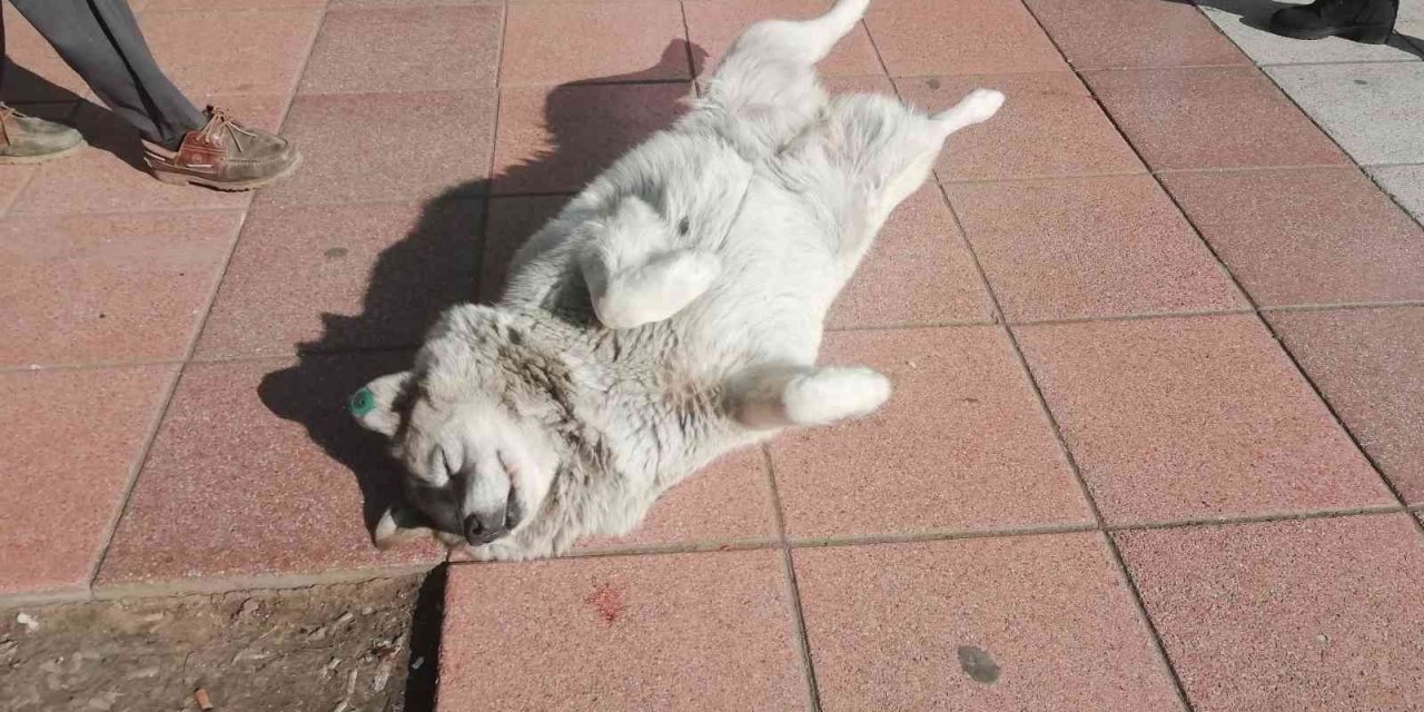 Güneşlenen köpekler görenleri gülümsetti