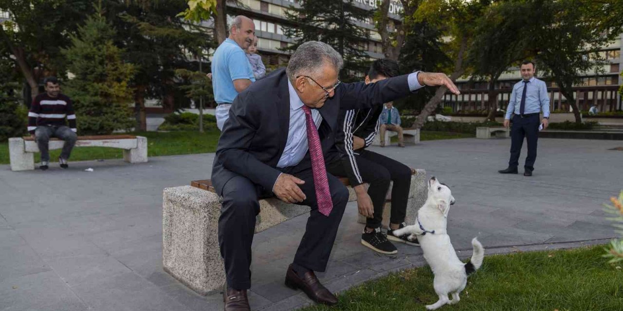 Büyükşehir, 1 Yılda 10 Bin Sokak Hayvanına Sahip Çıktı