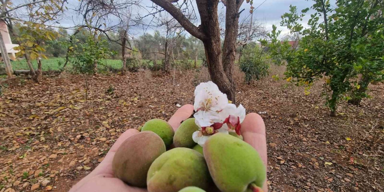 Kayısı ağacı kış ortasında çiçek açıp meyve verdi