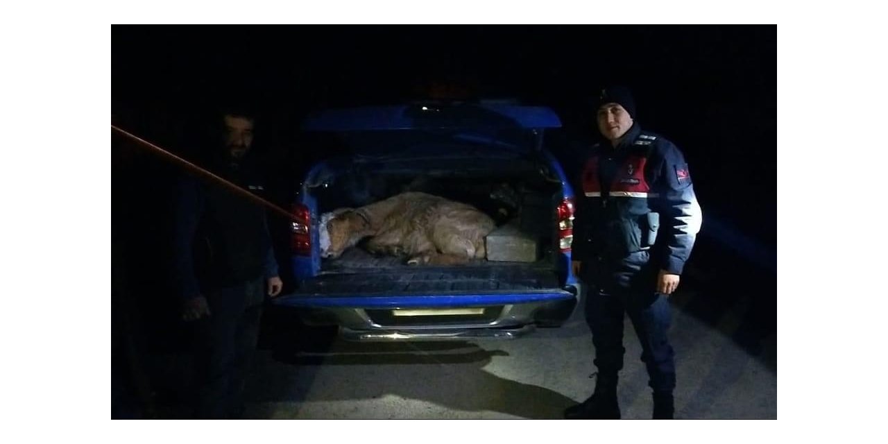 Ayağı kırılan keçiyi jandarma ve AFAD kurtardı