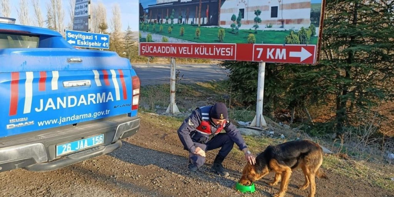 Jandarma ekiplerinden sokak hayvanlarına yönelik örnek davranış