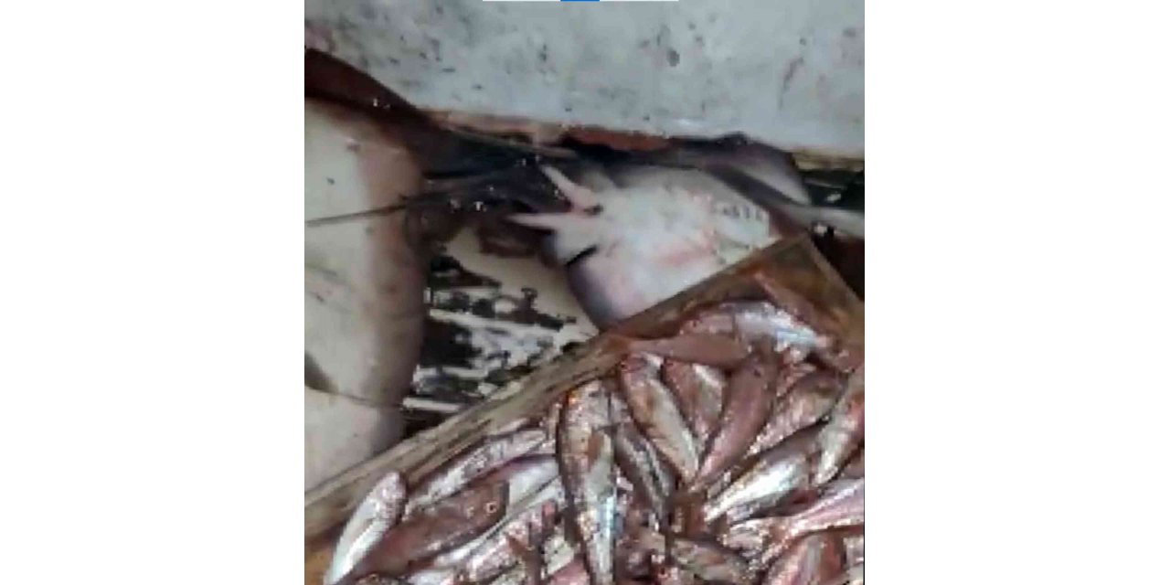 Denizde katliama suçüstü