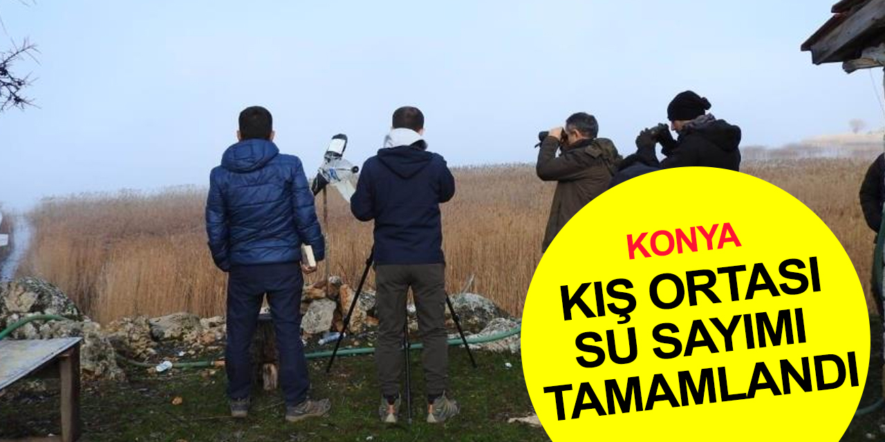 Konya'daki göllerde kış ortası su kuşu sayımı tamamlandı
