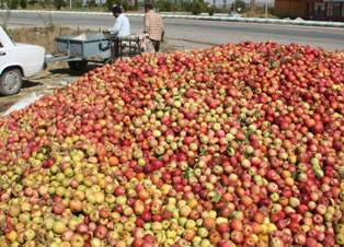 Döküntü elma üreticinin yüzünü güldürdü