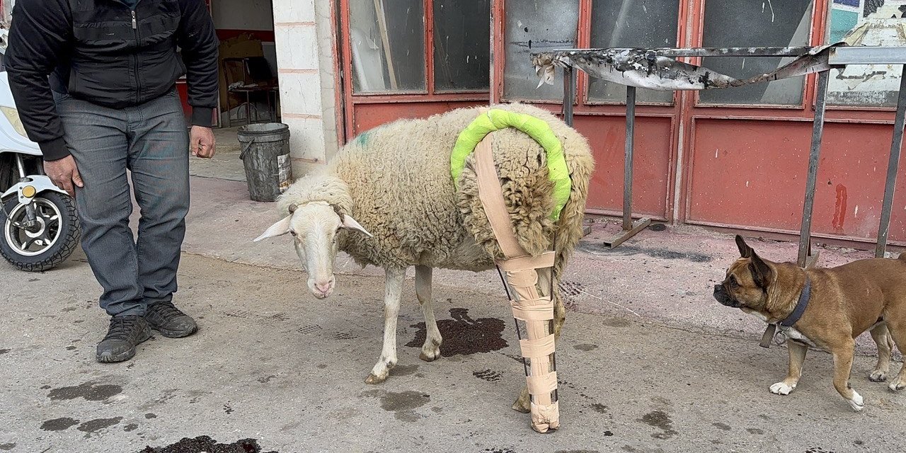 Bacağı kırılan koyuna sanayide aparat yaptılar