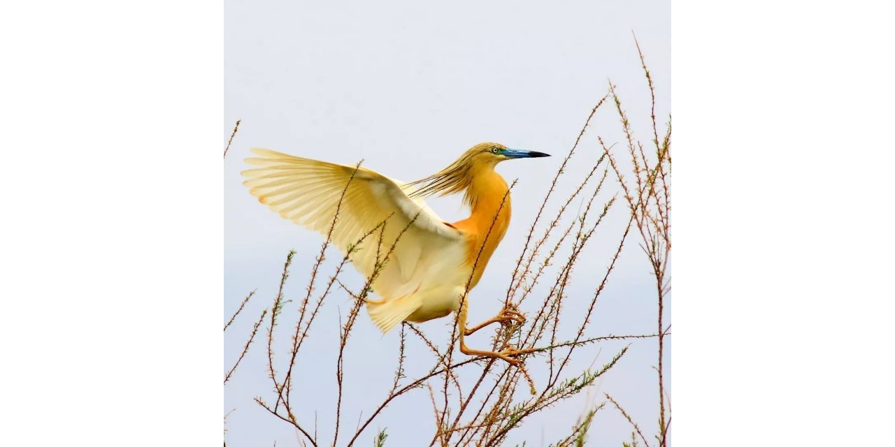 Havalar sıcak gidince bu yıl erken geldi