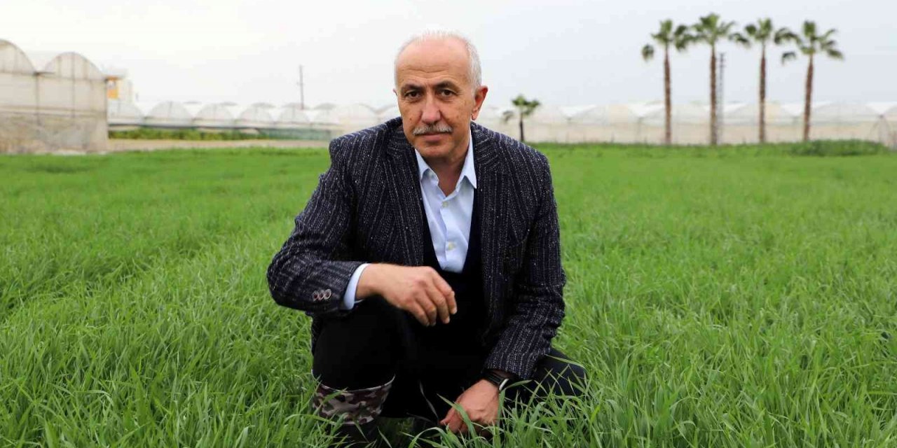 Deneme amaçlı ekilen atalık karakılçık buğdayı tohumu boy verdi