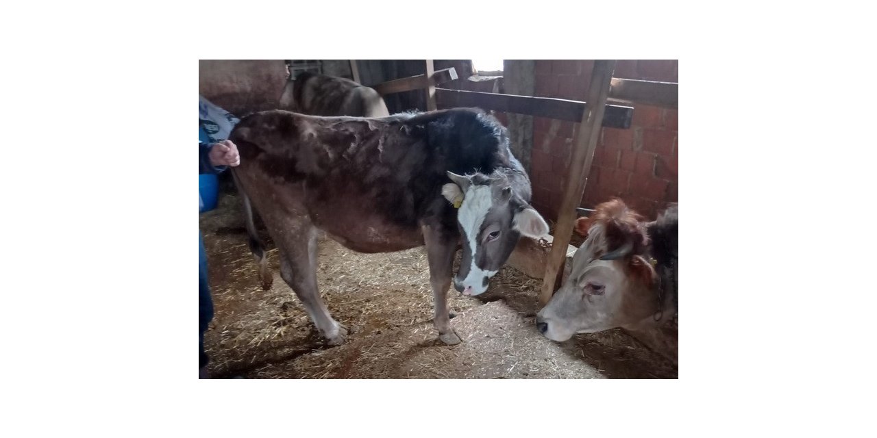 Süt üreticiliği için 12 aileye 650 bin TL destek