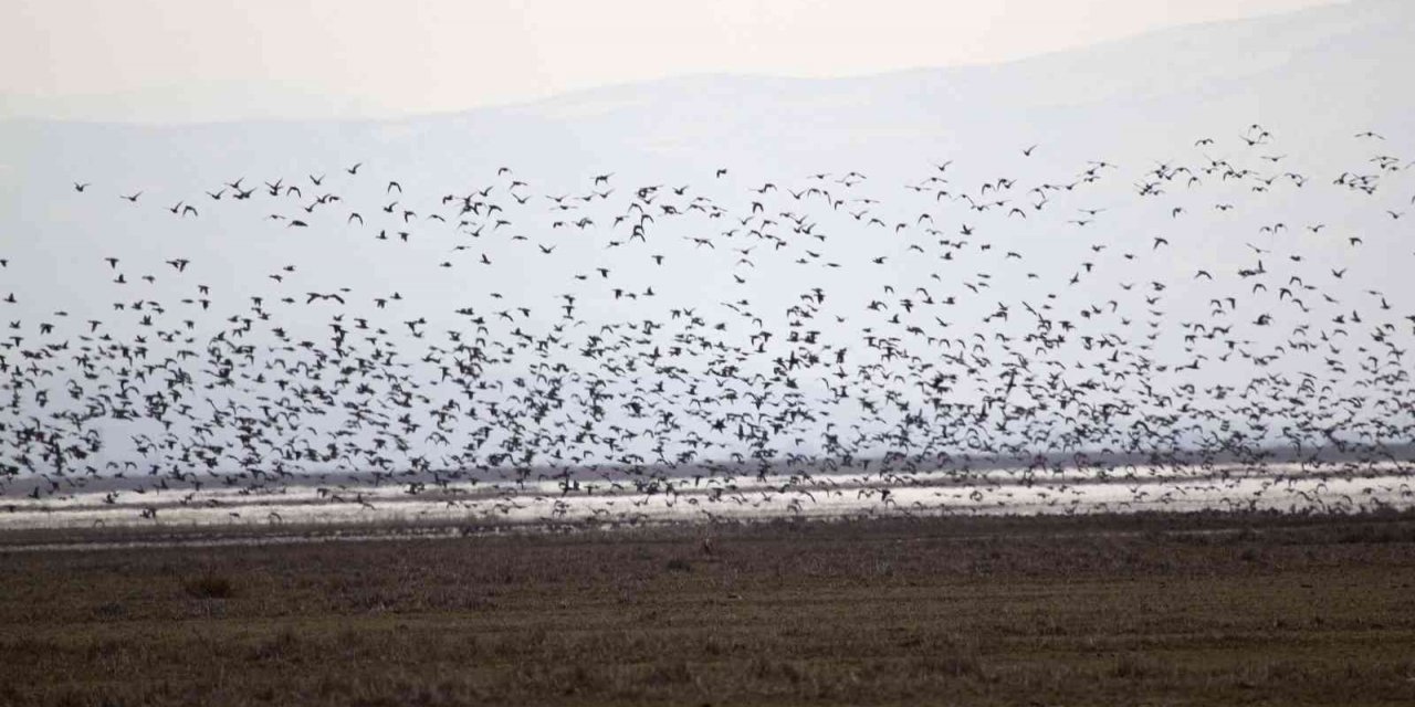 2023 Yılı Kış Ortası Su Kuşu Sayımları Tamamlandı