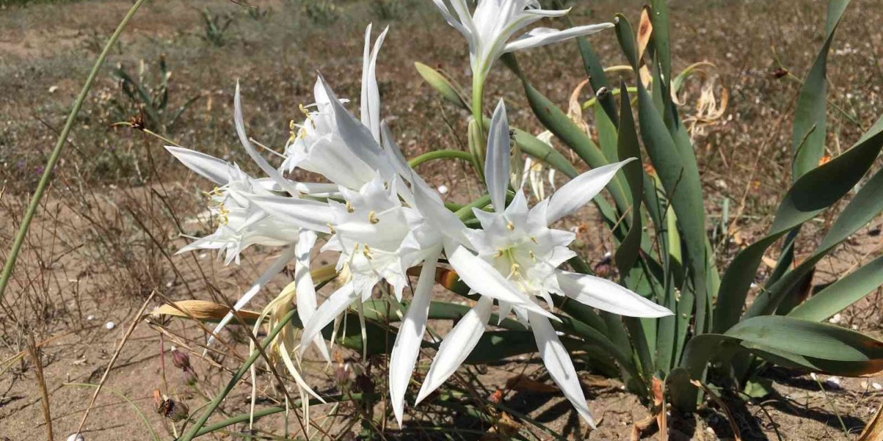 ‘Kum Zambakları’yla hem doğaya hem sanata katkı