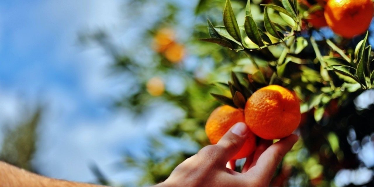 Belediye, elde kalan mandalinaları satın alacak
